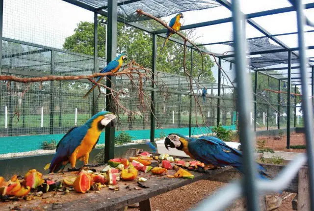 Governo do Tocantins avança em licenciamento, preservação da fauna, fiscalizações e projetos de educação ambiental