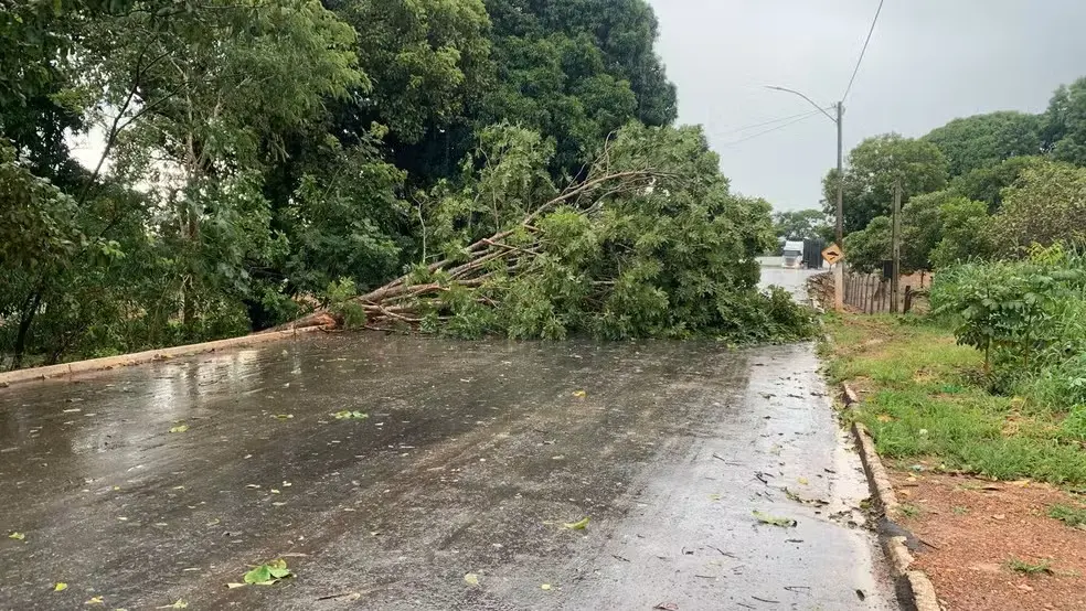 Árvore barrou via em Dueré — Foto: Divulgação/Prefeitura de Dueré