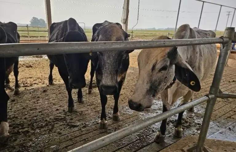 Gado — Foto: Divulgação