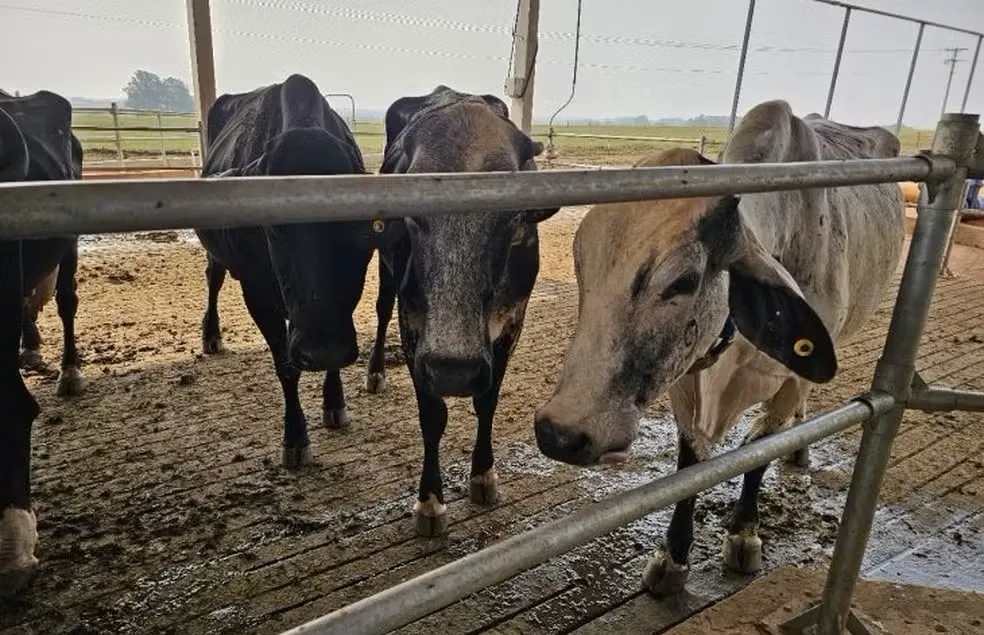 Gado — Foto: Divulgação