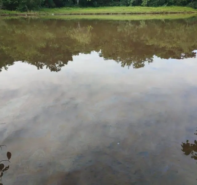 O óleo chegou ao lago do Parque Cesamar por meio do Ribeirão Brejo Comprido - Foto: Divulgação