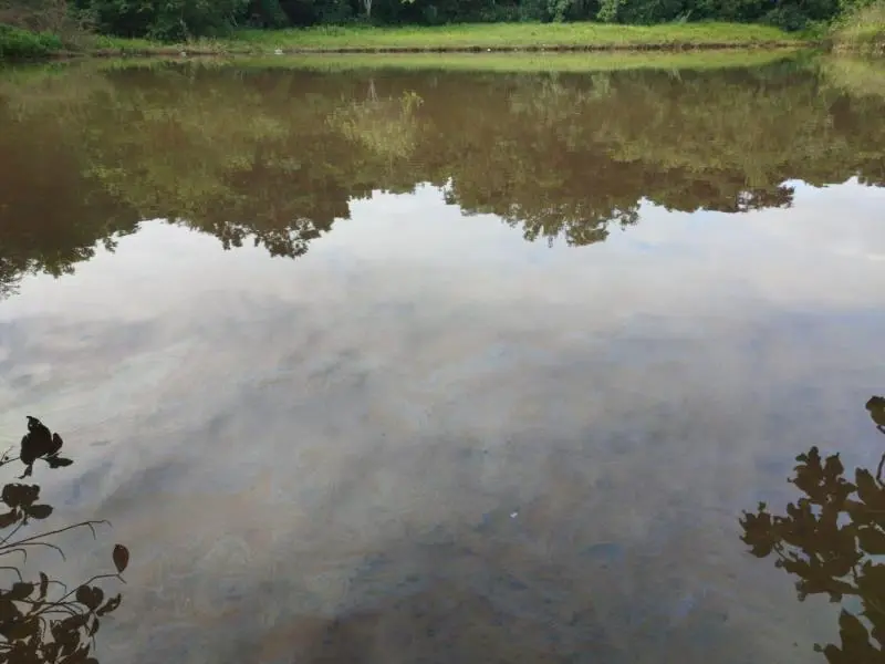 O óleo chegou ao lago do Parque Cesamar por meio do Ribeirão Brejo Comprido - Foto: Divulgação