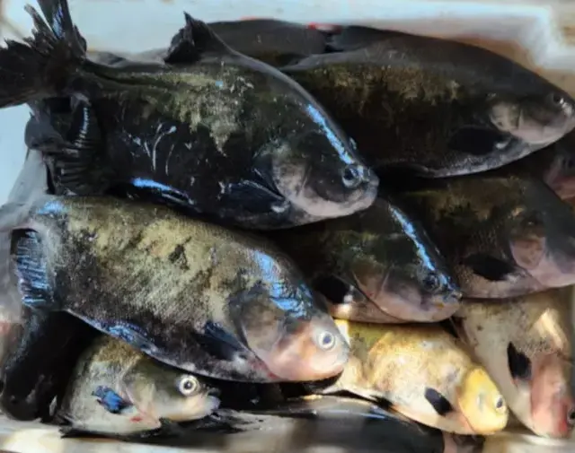 Maioria das pessoas que consomem pescado no sul e sudeste tocantinense buscam supermercados, restaurantes e peixarias - Foto: Thiago Tardivo/Governo do Tocantins/Sepea