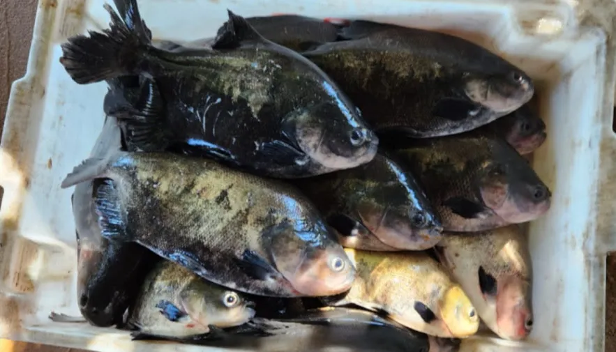 Maioria das pessoas que consomem pescado no sul e sudeste tocantinense buscam supermercados, restaurantes e peixarias - Foto: Thiago Tardivo/Governo do Tocantins/Sepea