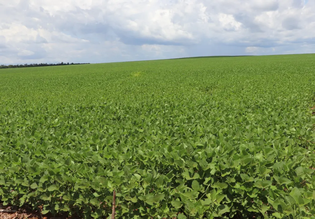 Município tocantinense registra quase R$ 2,8 bilhões em vendas para o exterior e fica no posto 145° no Brasil Município tocantinense registra quase R$ 2,8 bilhões em vendas para o exterior e fica no posto 145° no Brasil
