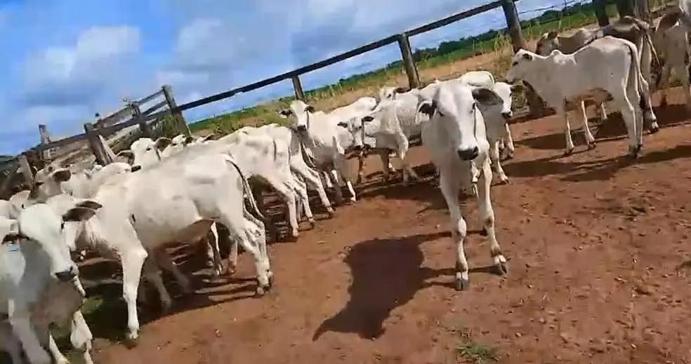 Bezerros roubados em fazenda de Santa Rita, no Tocantins. — Foto: Arquivo Pessoal