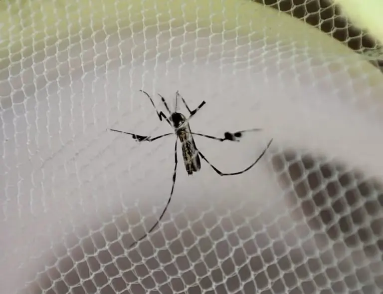Mosquito transmissor da febre amarela — Foto: Divulgação/SES-TO