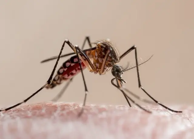 Aumento na captura de ovos e eficiência contra pernilongos - Foto: Getty Images