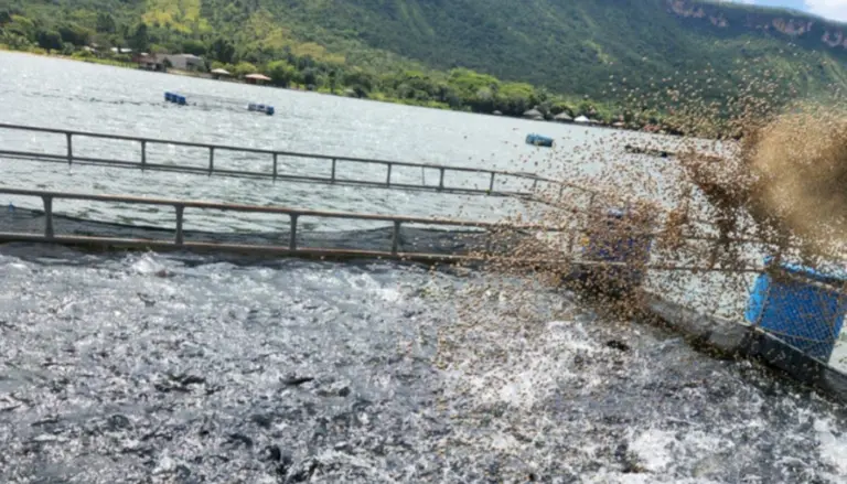 
Foto 01: Crescimento é reflexo das ações estratégicas desenvolvidas pelo Governo do Tocantins, por meio da Secretaria de Estado da Pesca e Aquicultura (Sepea) - Foto: Thiago Tardivo/Governo do Tocantins