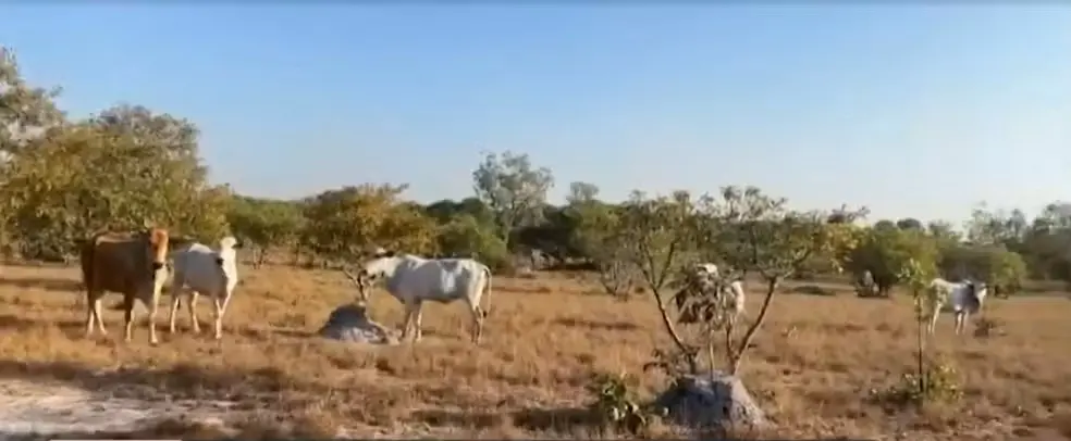 Criação de gado na Ilha do Bananal — Foto: Reprodução/TV Anhanguera