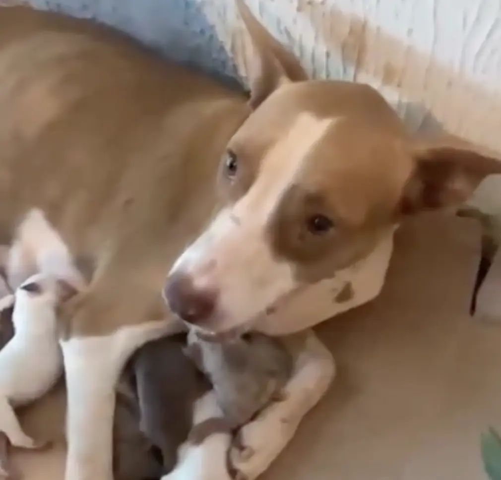 Cachorrinha que deu à luz a nove filhotes precisa de lar temporário em Palmas; VíDEO