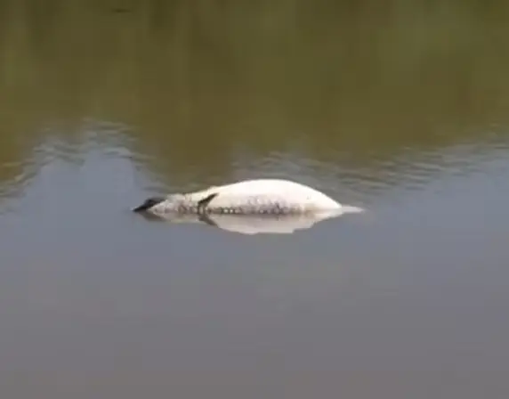 Pirarucu é encontrado morto no lago do Parque Cesamar, em Palmas — Foto: Reprodução/TV Anhanguera
