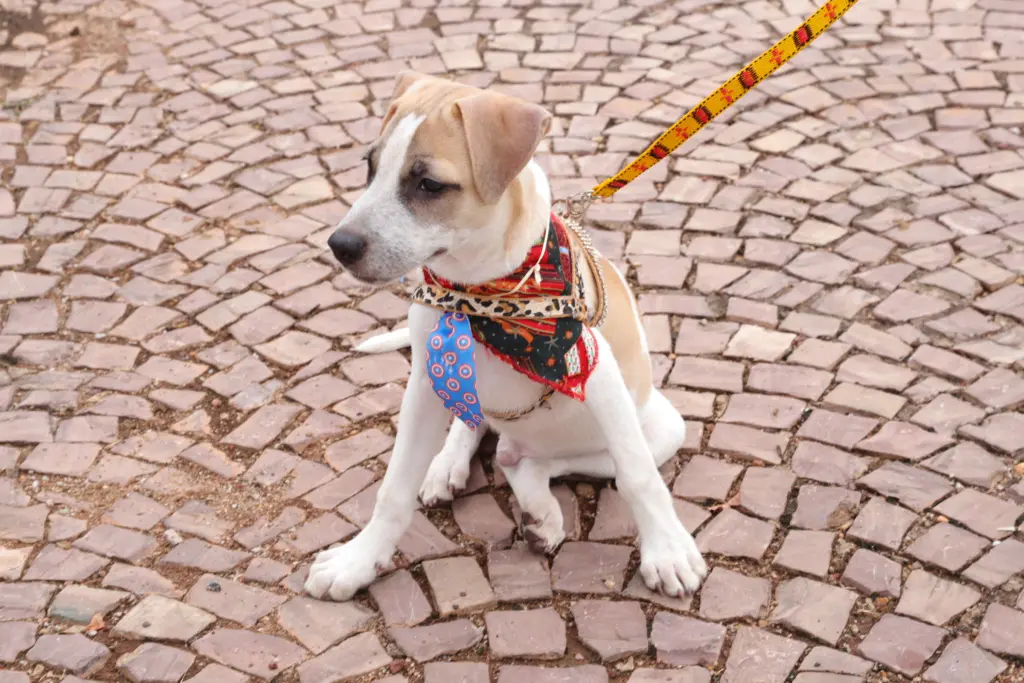 Decreto amplia participação de órgãos e entidades na gestão da defesa animal no Estado Decreto amplia participação de órgãos e entidades na gestão da defesa animal no Estado