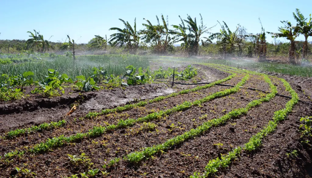 O Projeto de Irrigação São João teve início em 2001 e compreende a implantação de infraestrutura de irrigação para produção de hortigranjeiros e frutas - Juliano Ribeiro/Governo do Tocantins