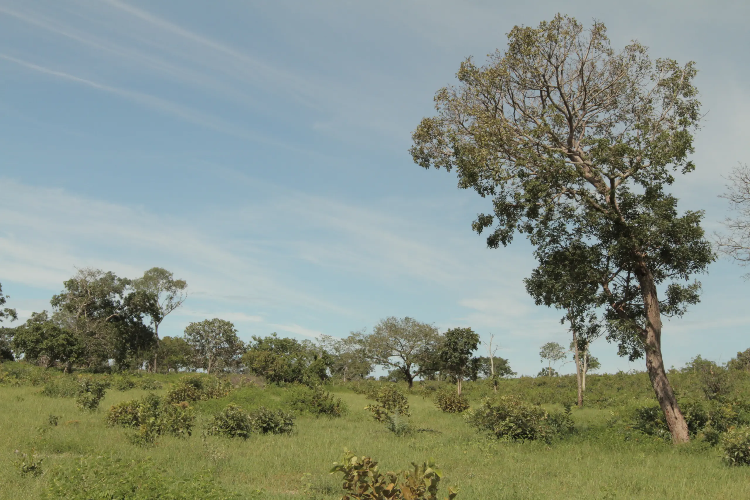 Comitê Técnico visa garantir a troca de informações, o alinhamento de metodologias e a definição de diretrizes para a recuperação do Cerrado.Fernando Alves/Governo do Tocantins