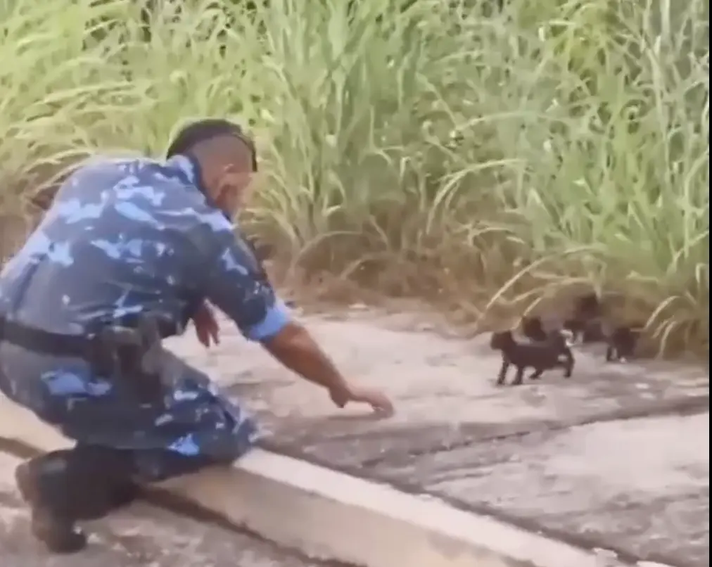 Seis filhotes de gato são salvos após abandono em lote baldio no Taquari; VÍDEO Seis filhotes de gato são salvos após abandono em lote baldio no Taquari; VÍDEO