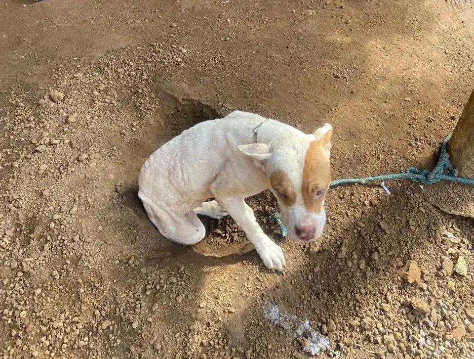 Um dos cães acabou morrendo devido aos maus-tratos - Foto: DICOM SSP TO Um dos cães acabou morrendo devido aos maus-tratos - Foto: DICOM SSP TO