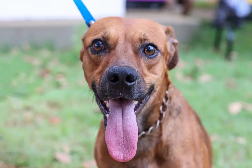 Imunização de cães e gatos acontece neste sábado, 26 - Foto: Divulgação