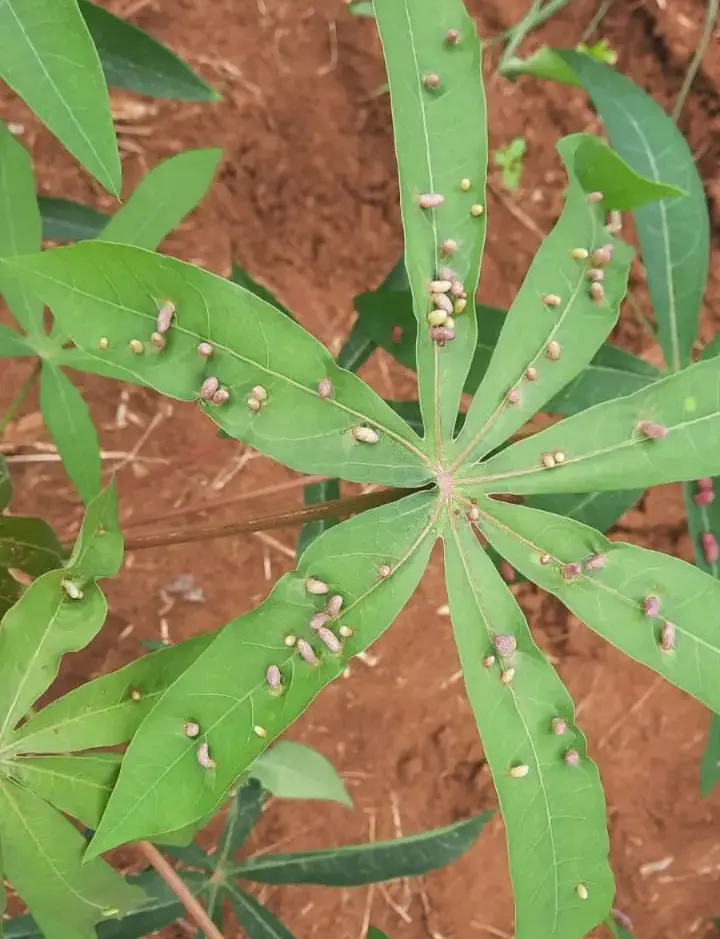 Infestação de praga causa grandes prejuízos em plantações de mandioca no Tocantins - Foto: Daniel Fragoso Infestação de praga causa grandes prejuízos em plantações de mandioca no Tocantins - Foto: Daniel Fragoso