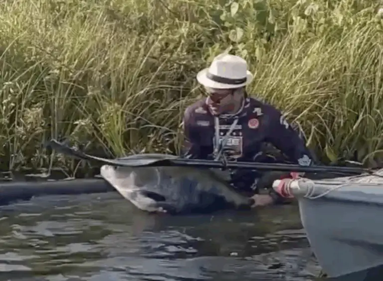 Tambaqui de 25 kg é capturado e devolvido por pescador durante torneio em Palmas; VÍDEO