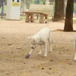 No SinPatinhas voc&ecirc; pode fazer o RG do seu pet de forma gratuita - Foto: Rovena Rosa/Ag&ecirc;ncia Brasil 