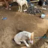 Um dos cães acabou morrendo devido aos maus-tratos -Foto -DICOM SSP TO 