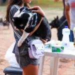 Gatos e cães devem ser vacinados contra a raiva – Foto Regiane Rocha