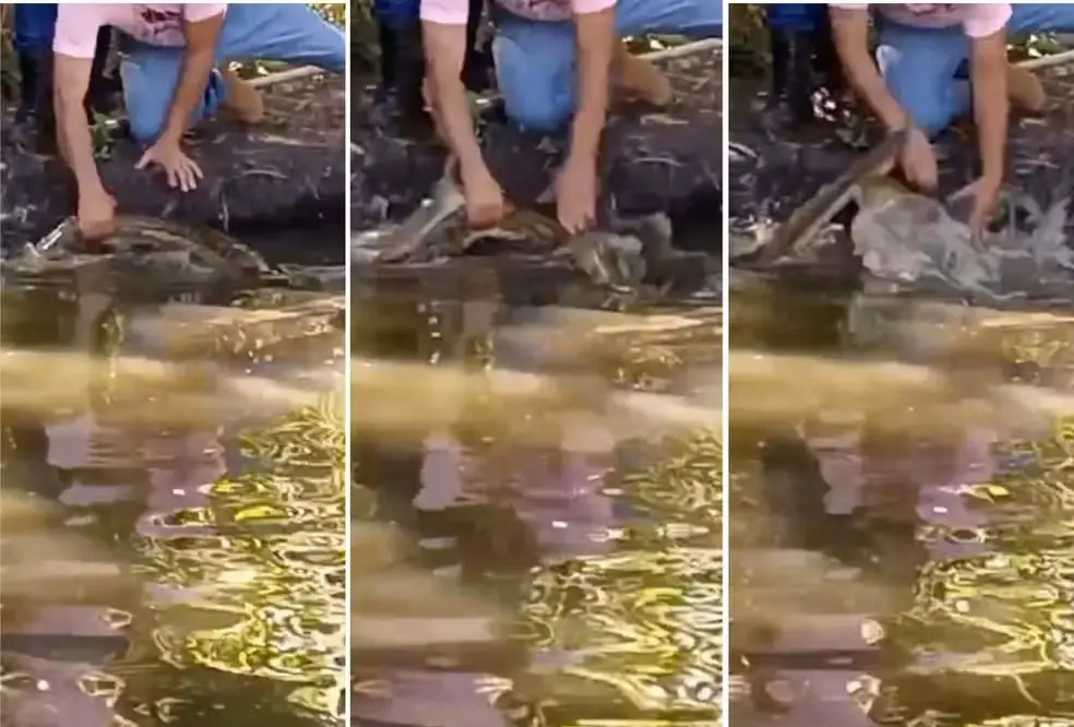 Sequência mostra agente da Defesa Civil sendo atacado por cobra — Foto: Arte g1