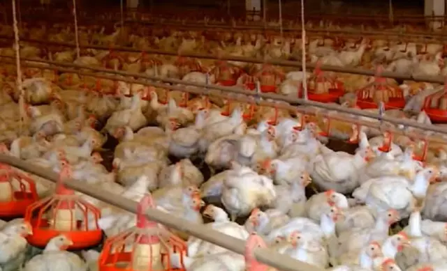 Imagem mostra criatório de aves no Tocantins — Foto: Reprodução/TV Anhanguera