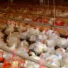 Imagem mostra criatório de aves no Tocantins — Foto: Reprodução/TV Anhanguera