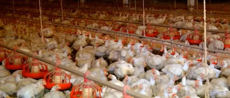 Imagem mostra criatório de aves no Tocantins — Foto: Reprodução/TV Anhanguera