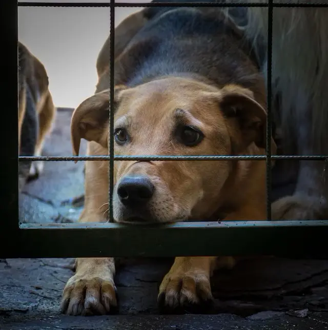 O crime de maus-tratos contra animais tem pena prevista de 2 a 5 anos de reclusão - Foto: Freepik/Divulgação Web