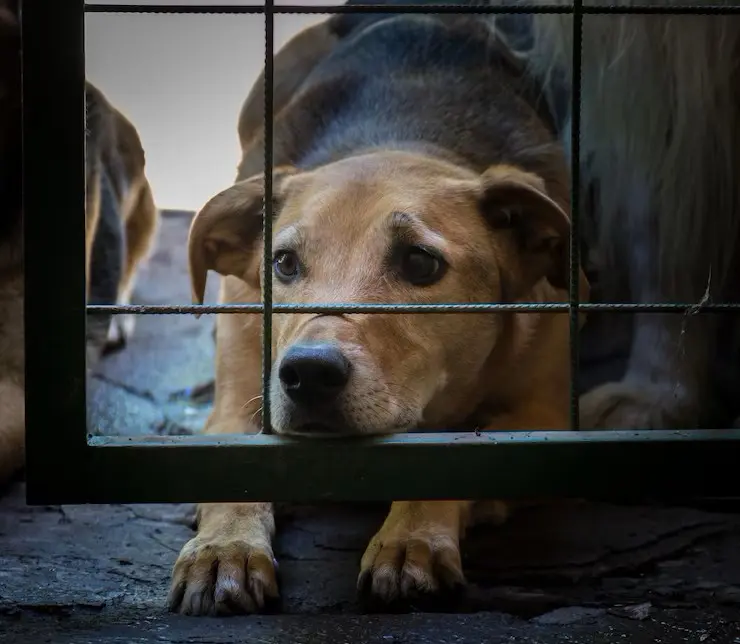 O crime de maus-tratos contra animais tem pena prevista de 2 a 5 anos de reclusão - Foto: Freepik/Divulgação Web O crime de maus-tratos contra animais tem pena prevista de 2 a 5 anos de reclusão - Foto: Freepik/Divulgação Web
