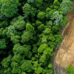 Coalizão Vozes do Tocantins alerta sobre riscos de PL da Devastação acelerar crise ambiental e conflitos hídricos no Estado 