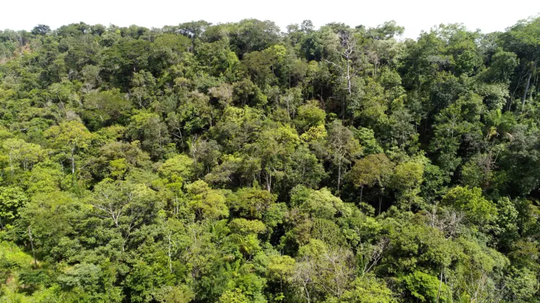 Governo do Tocantins confirma queda expressiva de 33,6% na área desmatada em 2024 e resultado é considerado um dos principais indicadores positivos no combate ao desmatamento ilegal no estado - Foto: Fernando Alves/Governo do Tocantins