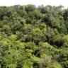 Governo do Tocantins confirma queda expressiva de 33,6% na área desmatada em 2024 e resultado é considerado um dos principais indicadores positivos no combate ao desmatamento ilegal no estado - Foto: Fernando Alves/Governo do Tocantins