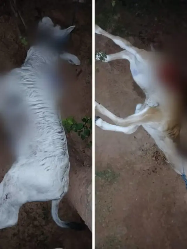 Animais são atacados por onças em fazendas de Talismã — Foto: Reprodução