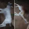 Animais são atacados por onças em fazendas de Talismã — Foto: Reprodução