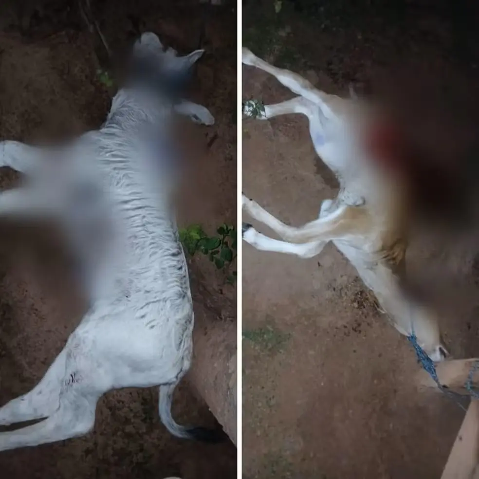 Animais são atacados por onças em fazendas de Talismã — Foto: Reprodução