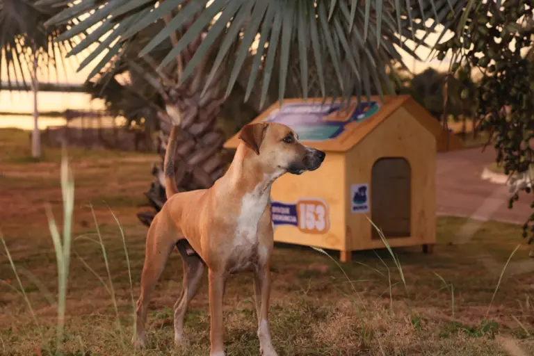 Entrega de casinhas do Projeto Aldeia das Patas, na praia da Graciosa – Foto: Lia Mara