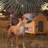 Entrega de casinhas do Projeto Aldeia das Patas, na praia da Graciosa – Foto: Lia Mara