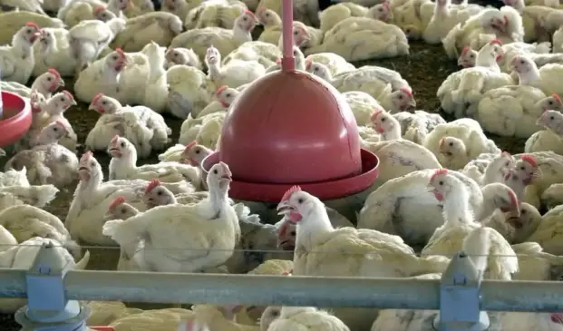 Suspeita de gripe aviária em granja comercial no Tocantins é descartada pelo Ministério da Agricultura — Foto: Arquivo/Agência Brasil