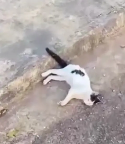 Gatos na mira da crueldade: felinos são envenenados e mortos em bairros de Palmas