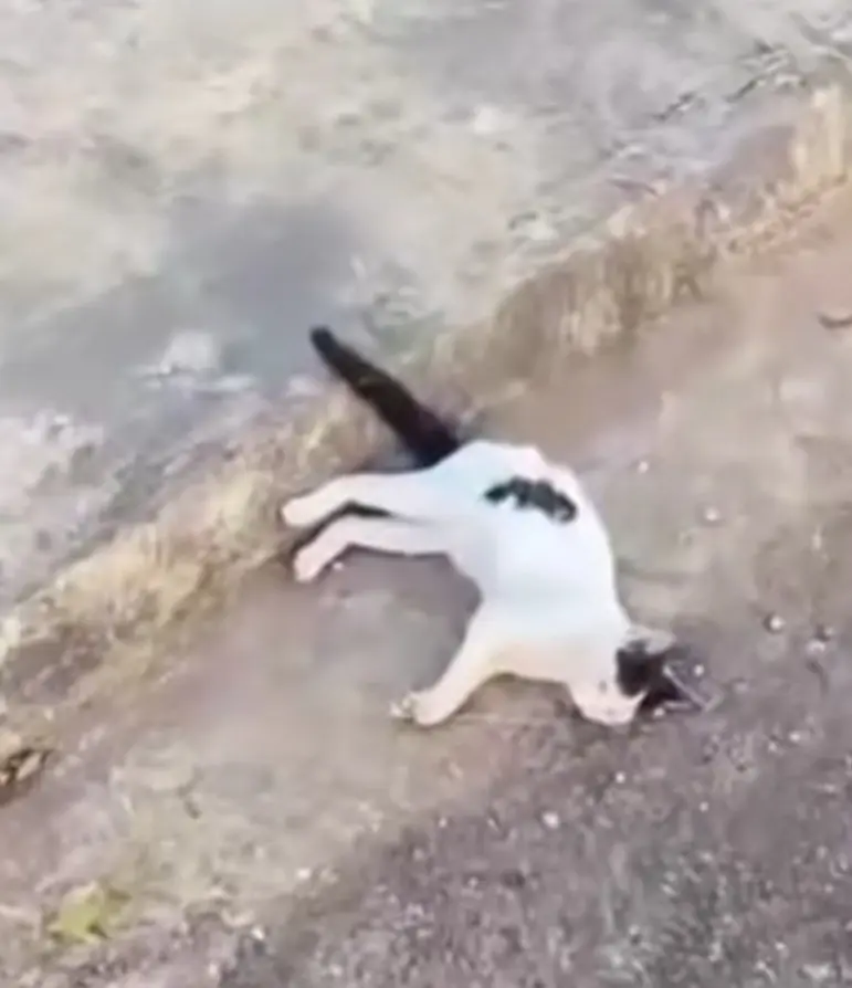 Gatos na mira da crueldade: felinos são envenenados e mortos em bairros de Palmas