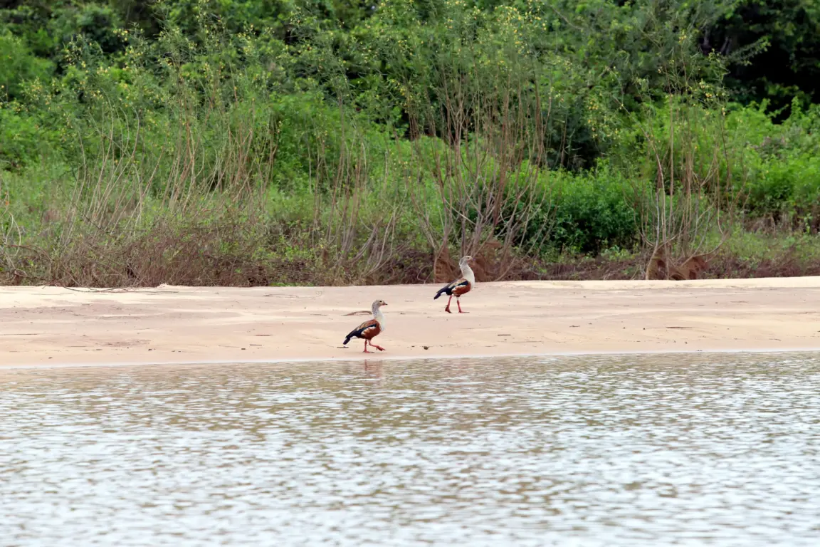 Na região da Ilha do Bananal, natureza preservada e pesca esportiva estão entre os destaque -  Foto: Tharson Lopes/Governo do Tocantins