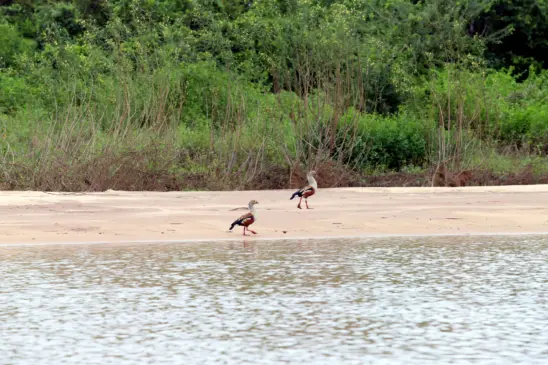 Na região da Ilha do Bananal, natureza preservada e pesca esportiva estão entre os destaque -  Foto: Tharson Lopes/Governo do Tocantins