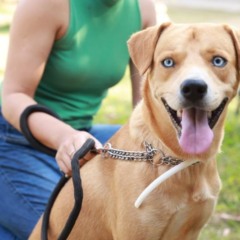 Cão com coleira repelente cedida pela Semus - Foto Arquivo Semus