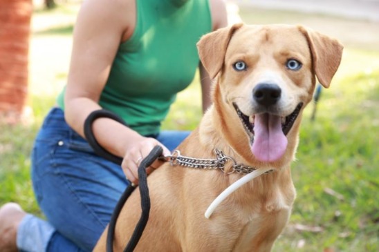 Cão com coleira repelente cedida pela Semus - Foto Arquivo Semus