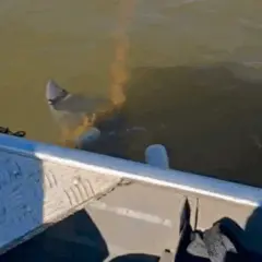 Vídeo mostra boto preso em malhadeira no rio Araguaia e preocupa internautas