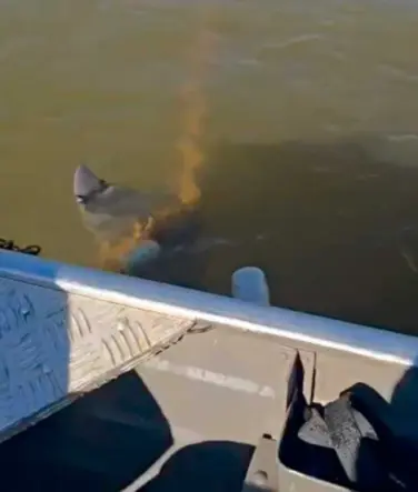 Vídeo mostra boto preso em malhadeira no rio Araguaia e preocupa internautas